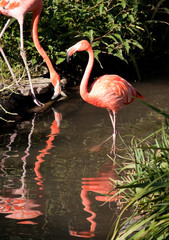 Close View of a flamingo. 