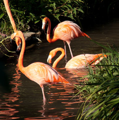 Close View of a flamingo. 