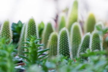 Various cactus plants.