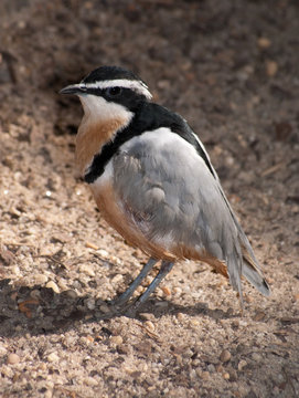 Egyptian Plover (Pluvianus Aegyptius) Also Known As The Crocodile Bird From The Sub-Saharan Africa.