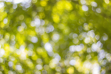 Obraz premium Background image the light from the tree.