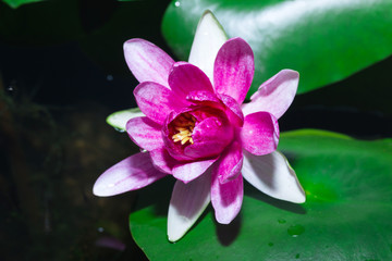 beautiful pink waterlily or lotus flower in pond
