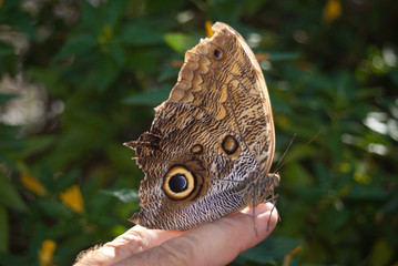 Fototapeta premium Close-up of the wing of a Idomeneus Giant Owl (Caligo idomeneus) is a butterfly of the Nymphalidae family.