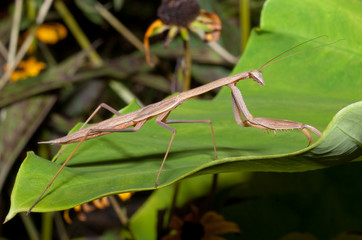 The Carolina Praying Mantis (Stagmomantis carolina) on Leaf. The Carolina mantis is a praying mantis native to the Southern United 