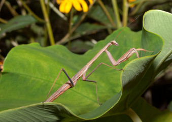 The Carolina Praying Mantis (Stagmomantis carolina) on Leaf. The Carolina mantis is a praying mantis native to the Southern United 