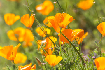 Naklejka premium Orange California poppies, cultivated and wild.