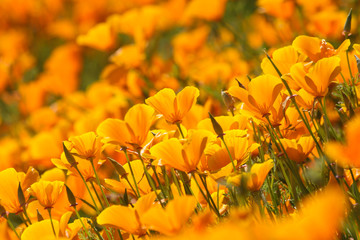 Naklejka premium Beautiful, happy, orange California poppies, a crowd of flowers.