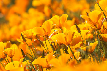 Naklejka premium California poppies, blooming en mass in the springtime. One poppy this year, a hundred poppies in a few years' time.