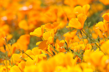 A large cloud of of orange California poppies, brightening a spring day by the roadside.