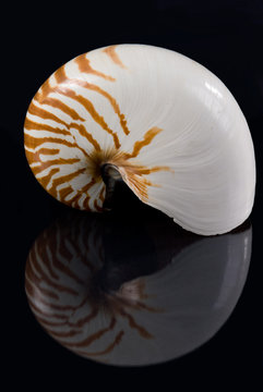 A Nautilus shell on black background with reflection. The nautilus shell presents one of the finest natural examples of a logarithmic spiral.