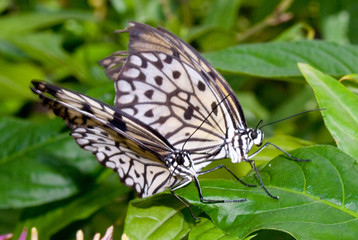 Fototapeta na wymiar Tree Nymph (Idea leuconoe) also known as Paper Kite Butterfly (mating) 