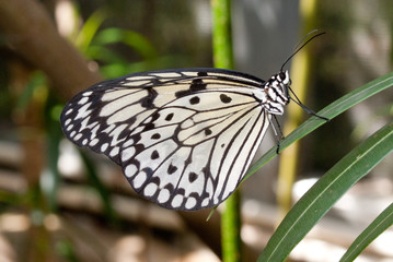 Tree Nymph (Idea leuconoe) also known as Paper Kite Butterfly (mating) 