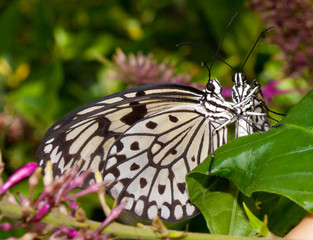 Butterfly Hugging - Tree Nymph (Idea leuconoe) also known as Paper Kite Butterfly (mating)