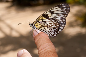 Tree Nymph (Idea leuconoe) also known as Paper Kite Butterfly on finger