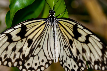 Tree Nymph (Idea leuconoe) also known as Paper Kite Butterfly 