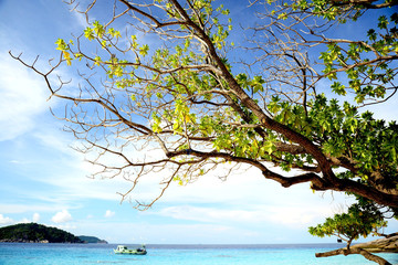 Beautiful tree over white sand beach. Summer nature view.