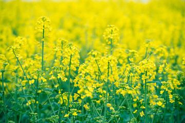 flowering field of rape outdoors in spring