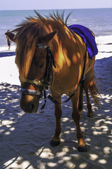 Pony near the beach