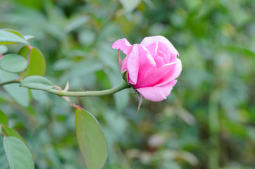 Single flower pink rose in nature garden