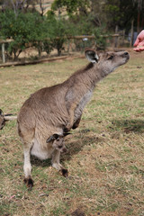 Naklejka na ściany i meble Kangaroo Feeding