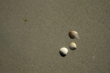 Shells on the beach