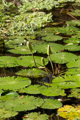 water lily in small pond