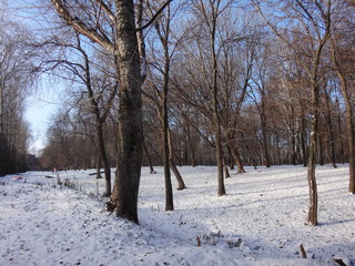 Парк в зимний солнечный день