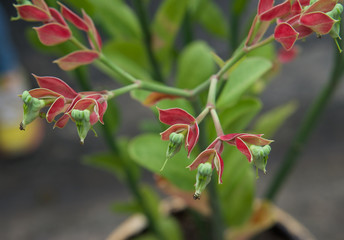 Tall Slipper Plant or Pedilanthus bracteatus