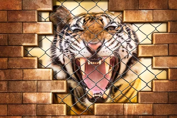 Papier Peint photo Tigre Tigre de Sibérie en cage