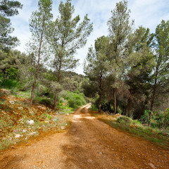 Road in Forest