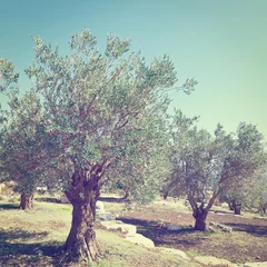 Olive Grove