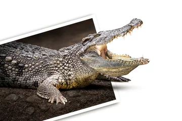 Crédence de cuisine en verre imprimé Crocodile Crocodile in photo