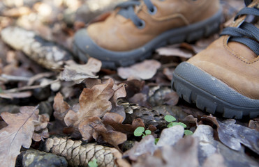 chaussures de marche dans les sous bois