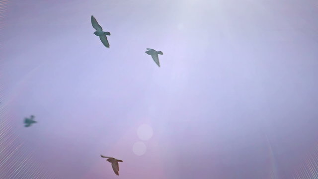 Pigeons fly in nice sunny sky in Slow Motion, Slow Motion Video Clip