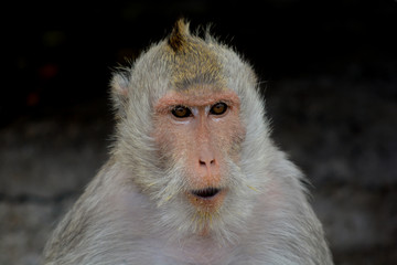 Obraz premium monkey, close up