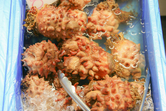 "Hoya", Sea squirt.
