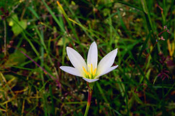 white flower among grass in the garden