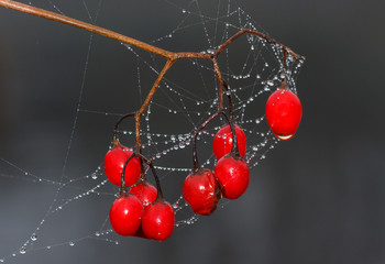 Frutos silvestres rojos de Solanum dulcamara.

