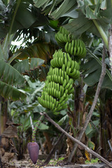 Obraz premium Bunch of canary bananas. Traditional agriculture in Barlovento (