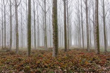 Bosque de chopo canadiense y suelo cubierto de zarzas entre la niebla. Populus canadensis.
