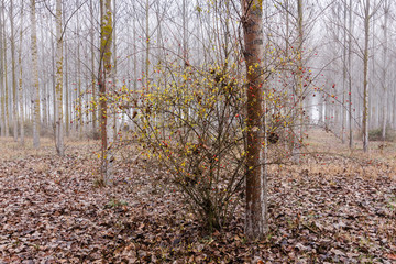 Zarza de Rosa canina, Escaramujo. Bosque de chopos con niebla. Populus canadensis.
