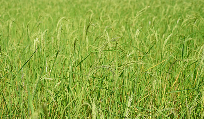 paddy rice in field