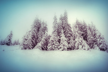 Fototapeta premium Foggy winter scene in the mountain forest.