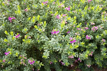 Polygala myrtifolia