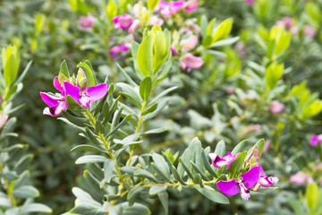 Polygala myrtifolia