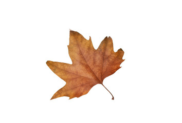 Autumn maple leaves isolated on white background