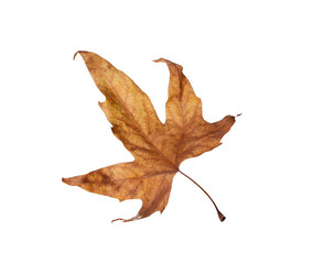 Naklejka premium Autumn maple leaves isolated on white background