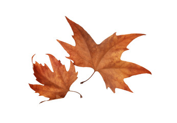 Autumn maple leaves isolated on white background