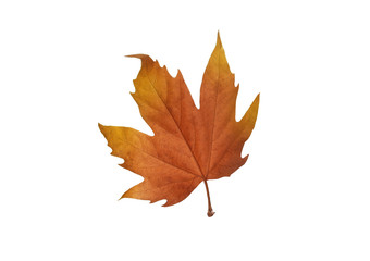Fototapeta premium Autumn maple leaves isolated on white background