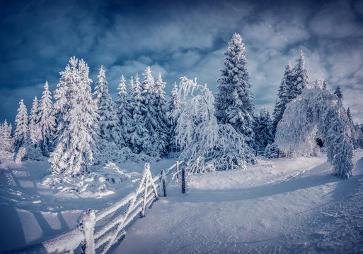 Fototapeta Night winter scene in the mountain forest after heavy snowfall